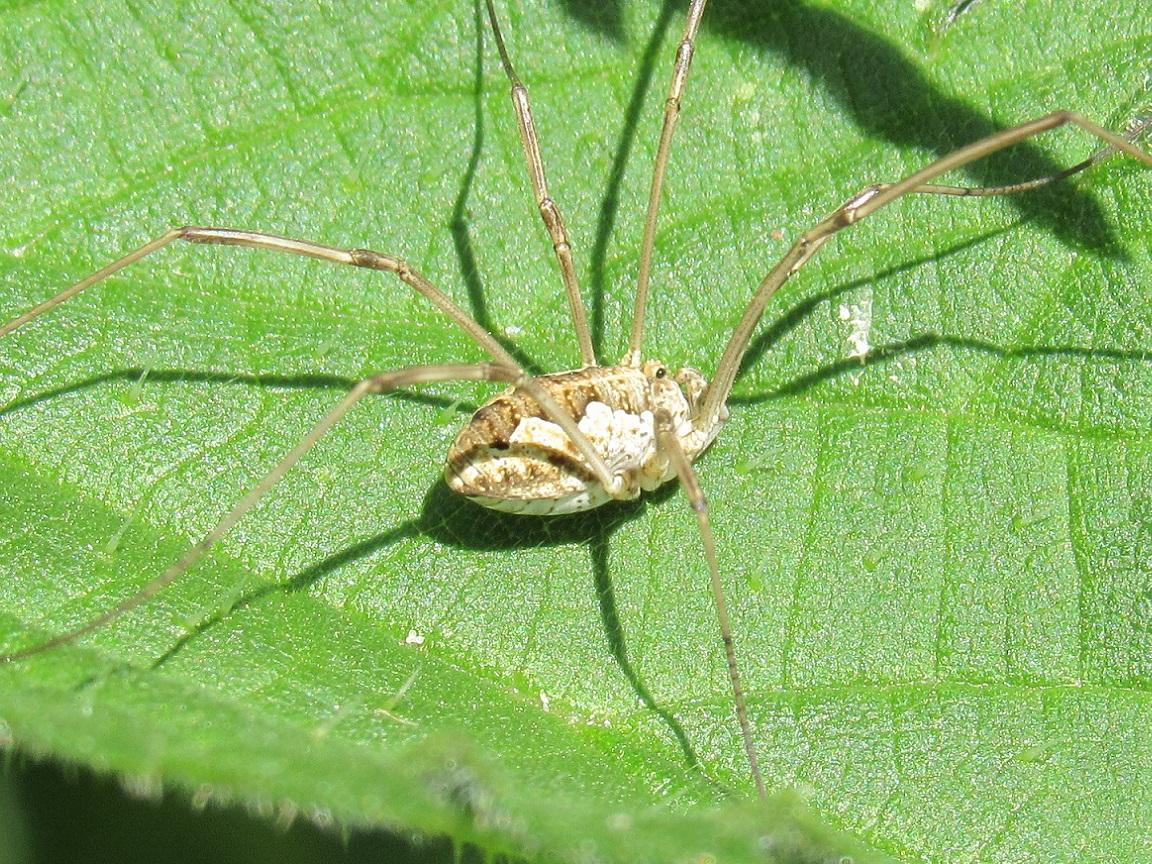 PHALANGIIDAE sp. Latreille, 1802 - Biodiversidade