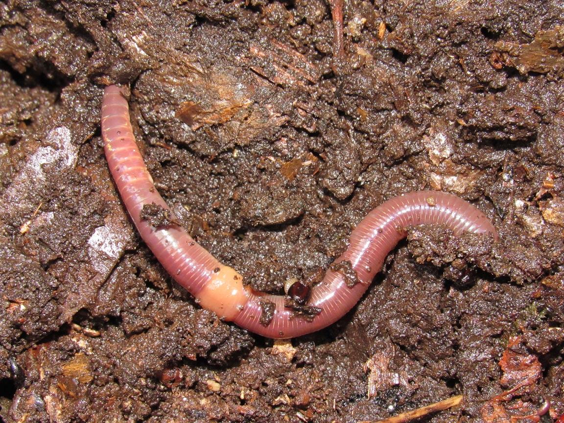 Червь дождевой обыкновенный. Червь Земляной (Lumbricus terrestris). Lumbricus terrestris обыкновенный дождевой червь. Дождевой червь и трубочник.