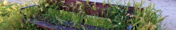 Xeobotánica 2024-2025 - Inventario e descrición da flora urbana de Compostela