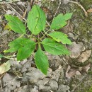 Anemone nemorosa L.Anemone nemorosa L.