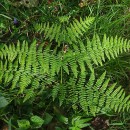 Pteridium aquilinum (L.) KuhnPteridium aquilinum (L.) Kuhn