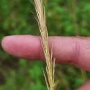 Gaudinia fragilis (L.) Beauv.Gaudinia fragilis (L.) Beauv.