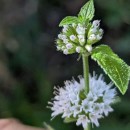 Mentha arvensis L.Mentha arvensis L.