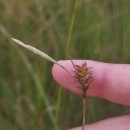 Carex durieui Steud. ex KunzeCarex durieui Steud. ex Kunze