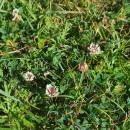 Trifolium occidentale CoombeTrifolium occidentale Coombe