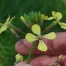 Raphanus raphanistrum L.Raphanus raphanistrum L.