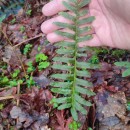 Polypodium interjectum ShivasPolypodium interjectum Shivas