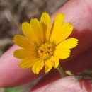 Calendula arvensis L.Calendula arvensis L.