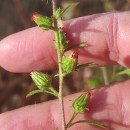 Dittrichia graveolens (L.) Desf.Dittrichia graveolens (L.) Desf.