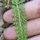 Achillea millefolium L.Achillea millefolium L.