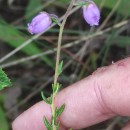 Daboecia cantabrica (Huds.) C. KochDaboecia cantabrica (Huds.) C. Koch