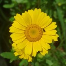 Coleostephus myconis (L.) Reichenb. fil.Coleostephus myconis (L.) Reichenb. fil.