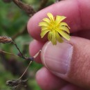 Lactuca virosa L.Lactuca virosa L.