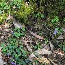 Hyacinthoides non-scripta (L.) Chouard ex Rothm.Hyacinthoides non-scripta (L.) Chouard ex Rothm.
