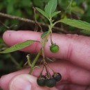 Solanum chenopodioides Lam.Solanum chenopodioides Lam.