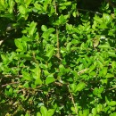 Ligustrum ovalifolium Hassk.Ligustrum ovalifolium Hassk.