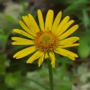 Doronicum plantagineum L.Doronicum plantagineum L.