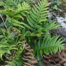 Polypodium cambricum  L.Polypodium cambricum  L.