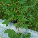Acer monspessulanum L.Acer monspessulanum L.