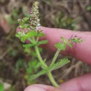 Mentha suaveolens Ehrh.Mentha suaveolens Ehrh.