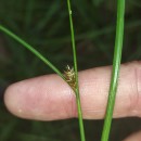 Carex remota L.Carex remota L.