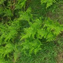 Pteridium aquilinum (L.) KuhnPteridium aquilinum (L.) Kuhn