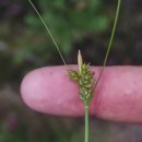 Carex pilulifera L.Carex pilulifera L.