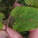 Teucrium scorodonia L.Teucrium scorodonia L.