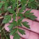 Silphiodaucus prutenicus (L.) Spalik, Wojew., Banasiak, Piwczyñski & Reduron subsp. dufourianus (Rouy & E.G.Camus) ReduronSilphiodaucus prutenicus (L.) Spalik, Wojew., Banasiak, Piwczyñski & Reduron subsp. dufourianus (Rouy & E.G.Camus) Reduron