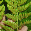Dryopteris aemula (Aiton) KuntzeDryopteris aemula (Aiton) Kuntze
