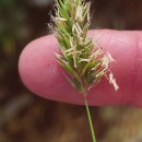 Anthoxanthum aristatum Boiss.Anthoxanthum aristatum Boiss.
