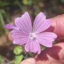 Malva neglecta Wallr.Malva neglecta Wallr.
