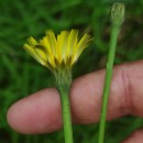 Hypochaeris radicata L.Hypochaeris radicata L.