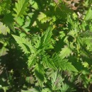 Lycopus europaeus L.Lycopus europaeus L.