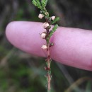 Calluna vulgaris (L.) HullCalluna vulgaris (L.) Hull