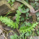 Cirsium filipendulum LangeCirsium filipendulum Lange