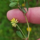 Trifolium dubium Sibth.Trifolium dubium Sibth.