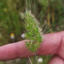 Cynosurus echinatus L.Cynosurus echinatus L.