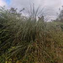 Cortaderia selloana (Schult. & Schult. fil) Asch. & Graebn.Cortaderia selloana (Schult. & Schult. fil) Asch. & Graebn.
