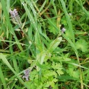 Myosotis dubia Arrond.Myosotis dubia Arrond.