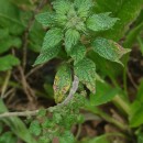 Parietaria judaica L.Parietaria judaica L.