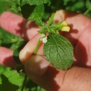 Melissa officinalis L.Melissa officinalis L.