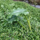 Zantedeschia aethiopica (L.) Spreng.Zantedeschia aethiopica (L.) Spreng.