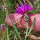 Centaurea limbata Hoffmanns. & LinkCentaurea limbata Hoffmanns. & Link
