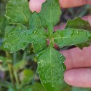 Solanum chenopodioides Lam.Solanum chenopodioides Lam.