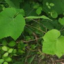 Vitis labrusca L.Vitis labrusca L.