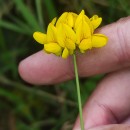 Lotus pedunculatus Cav.Lotus pedunculatus Cav.
