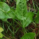 Rumex acetosa  L.Rumex acetosa L.