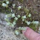 Sedum brevifolium DC.Sedum brevifolium DC.