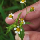 Galinsoga quadriradiata Ruiz & Pav.Galinsoga quadriradiata Ruiz & Pav.